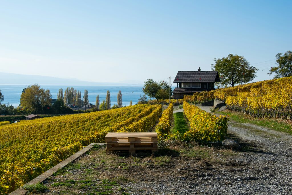 Montreux flower field